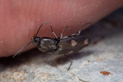 Paracardiophorus