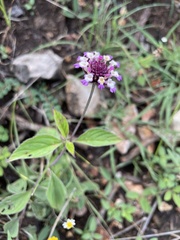 Lantana achyranthifolia