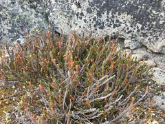 Cassiope tetragona