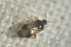 Anthocoridae