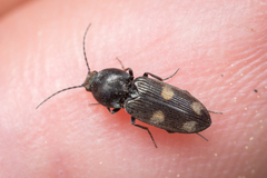 Paracardiophorus
