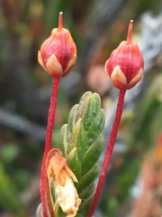 Cassiope tetragona