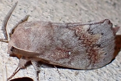 Dendrolimus pini