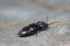 Paracardiophorus