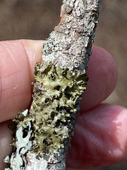 Tuckermanopsis orbata