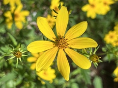 Bidens aristosa