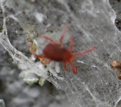 Acariformes