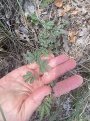 Desmanthus leptolobus