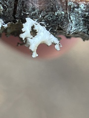 Tuckermanopsis orbata