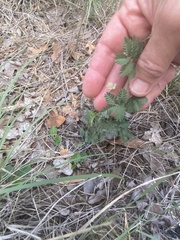 Desmanthus leptolobus