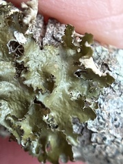 Tuckermanopsis orbata