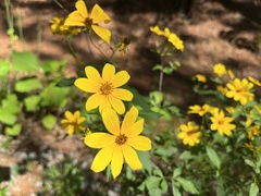 Bidens aristosa