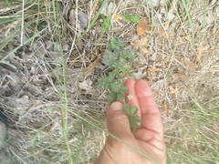 Desmanthus leptolobus