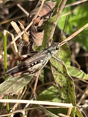 Chorthippus brunneus