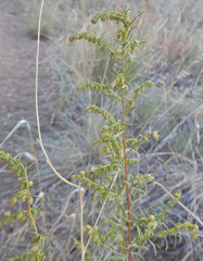 Artemisia dracunculus