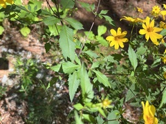 Bidens aristosa