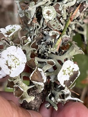 Hypogymnia imshaugii