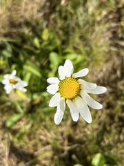 Leucanthemum vulgare