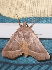 Mesogona oxalina