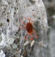 Acariformes