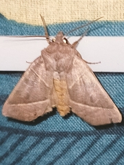 Mesogona oxalina