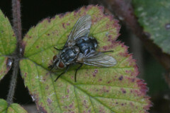 Tachininae