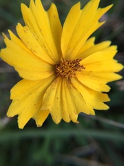Coreopsis