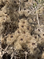 Clematis pauciflora