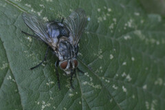 Tachininae