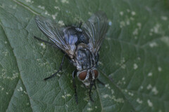 Tachininae