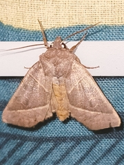 Mesogona oxalina