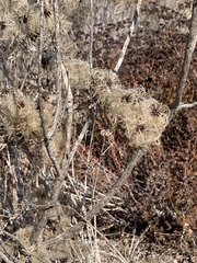 Clematis pauciflora