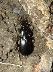 Pterostichina