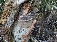 Phellinus