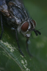 Tachininae