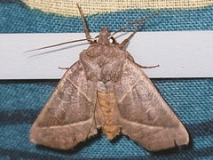 Mesogona oxalina