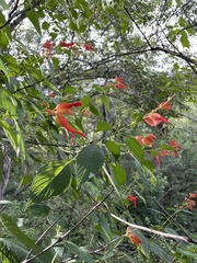 Salvia sessei