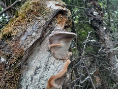 Phellinus