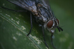 Tachininae