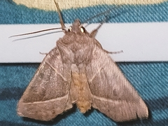 Mesogona oxalina