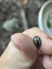 Calligrapha confluens