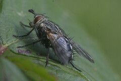 Tachininae