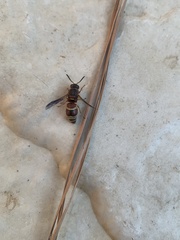 Euodynerus hidalgo