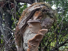 Phellinus