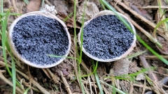 Scleroderma