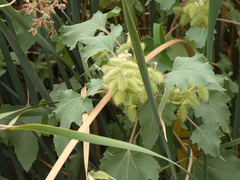 Xanthium strumarium