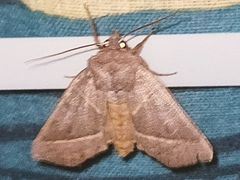 Mesogona oxalina