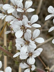 Boykinia occidentalis