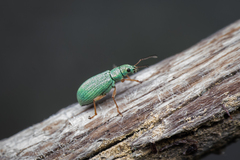 Polydrusus impressifrons