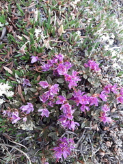 Rhododendron lapponicum